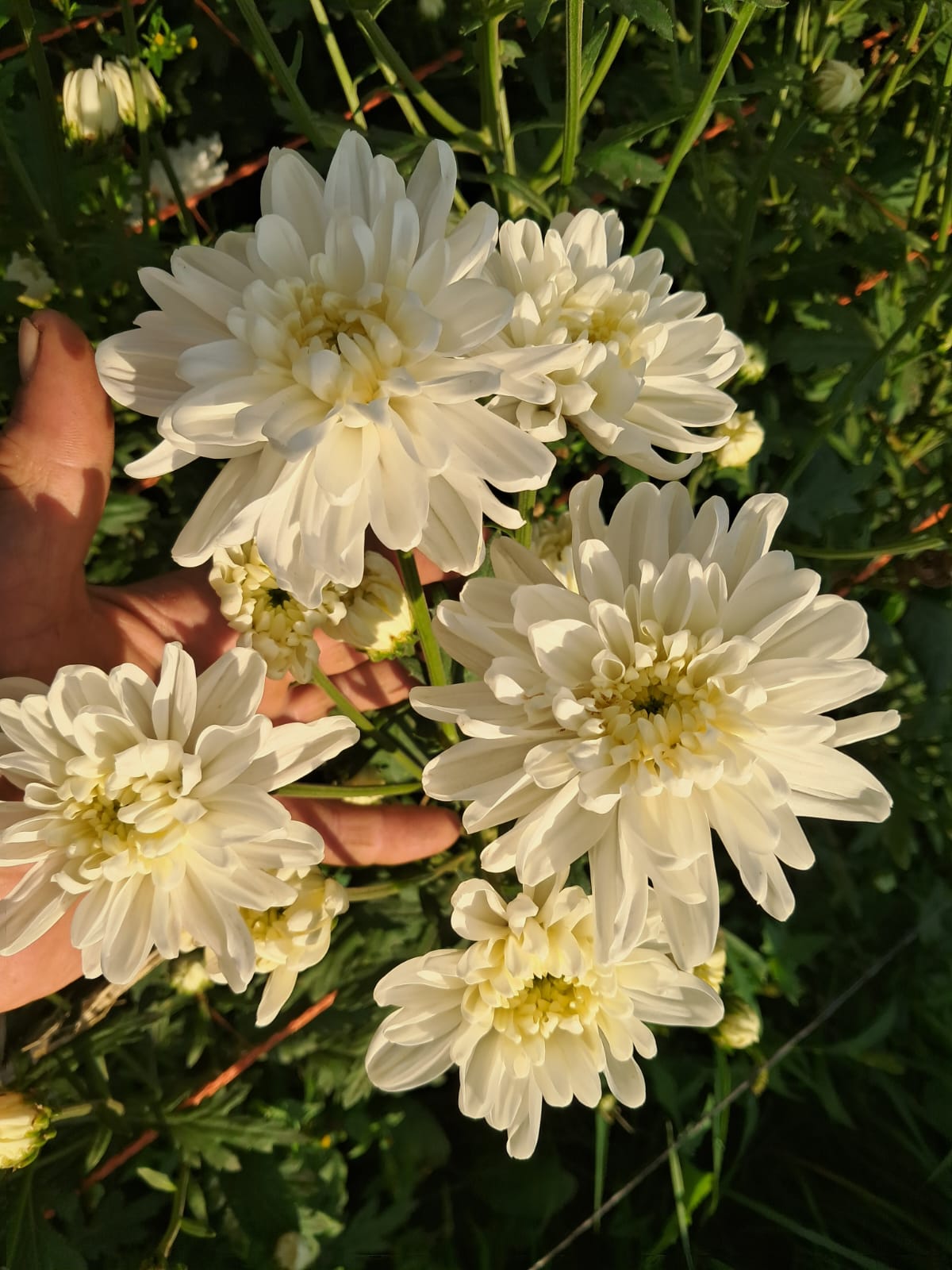 Flor en producción 3